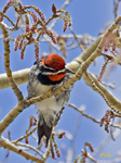 Red naped Sapsucker